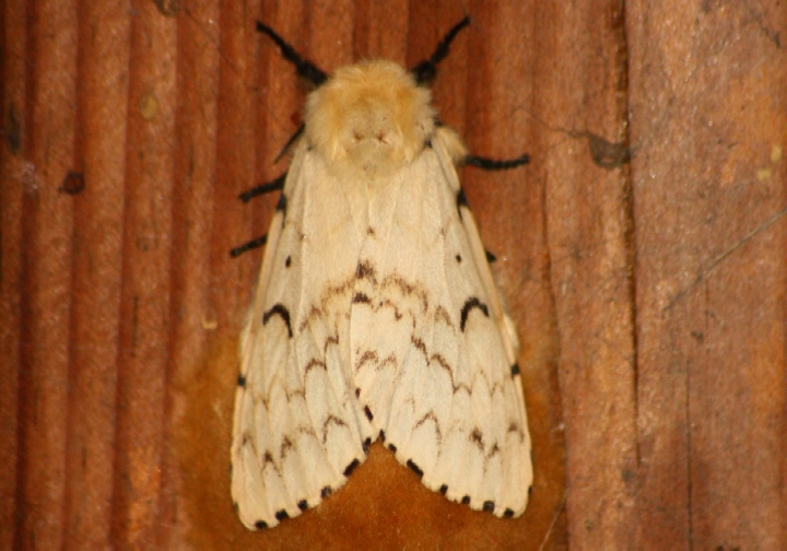 Lymantria dispar , lei?